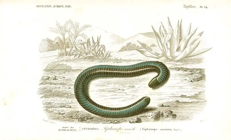 File:Syphonops annulatus.jpg