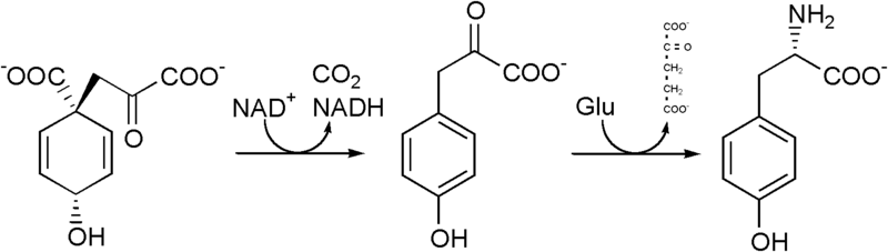 File:Tyrosine biosynthesis.png