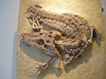 Thumbnail for version as of 22:12, 10 January 2009