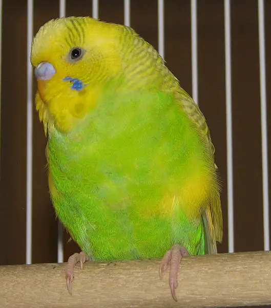 File:Budgie-parakeet001.jpg