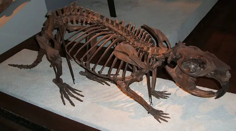 File:Giant-beaver-fieldmuseum.jpg