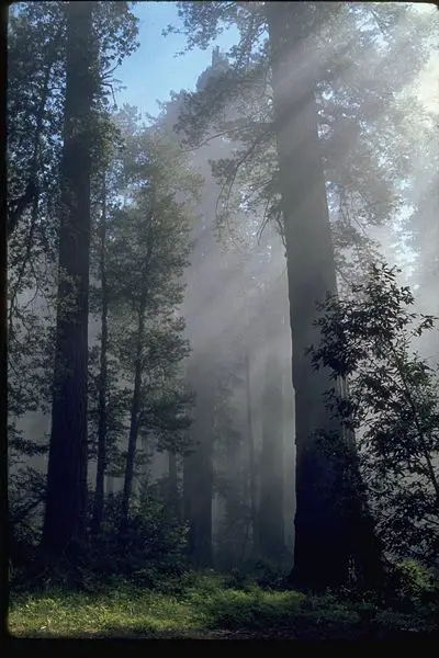 File:Redwood light.jpg