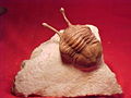 Thumbnail for version as of 01:31, 22 December 2005