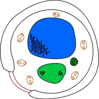 Yeast cell.svg