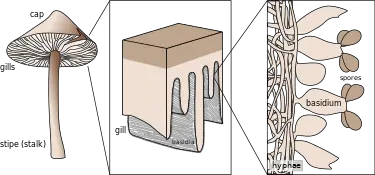Basidiomycota - New World Encyclopedia