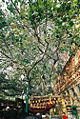 Thumbnail for version as of 06:18, 13 June 2008