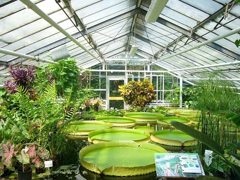 File:Botanischer Garten BS.Seerosen.jpg