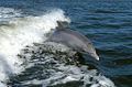 Thumbnail for version as of 14:01, 8 July 2006