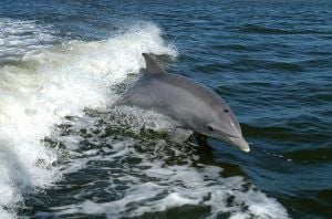 Bottlenose Dolphin breaching in the bow wave of a boat