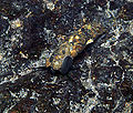 Thumbnail for version as of 19:54, 9 January 2009