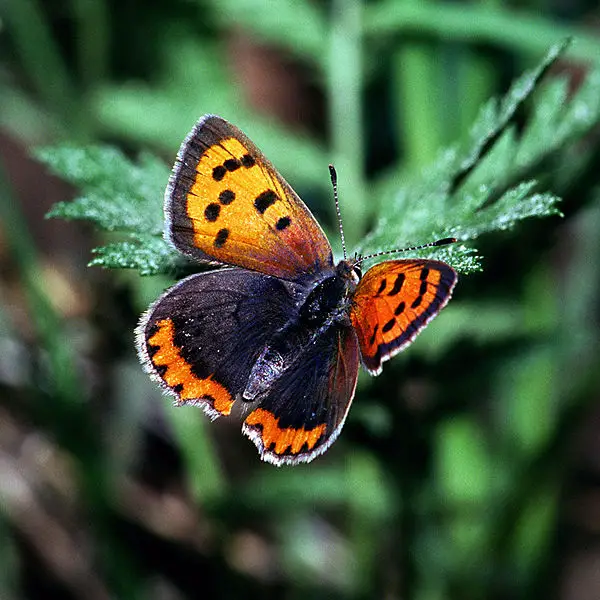 File:Chrysophanus.phlaeas.2163.jpg