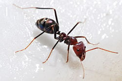 Meat ant (Iridomyrmex purpureus) feeding on honey