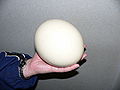 Thumbnail for version as of 20:31, 2 December 2007