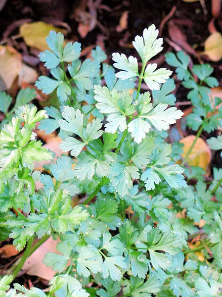 File:Parsley Flat.jpg