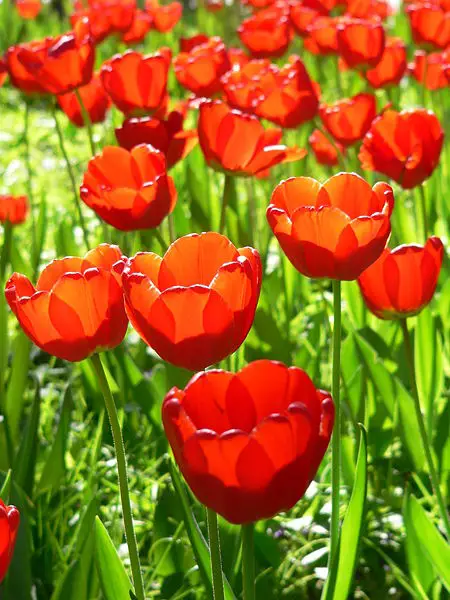 File:RedTulip.JPG