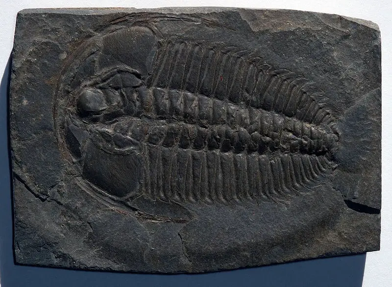 File:Trilobite Redlichia.jpg