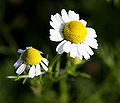 Thumbnail for version as of 23:38, 20 October 2007