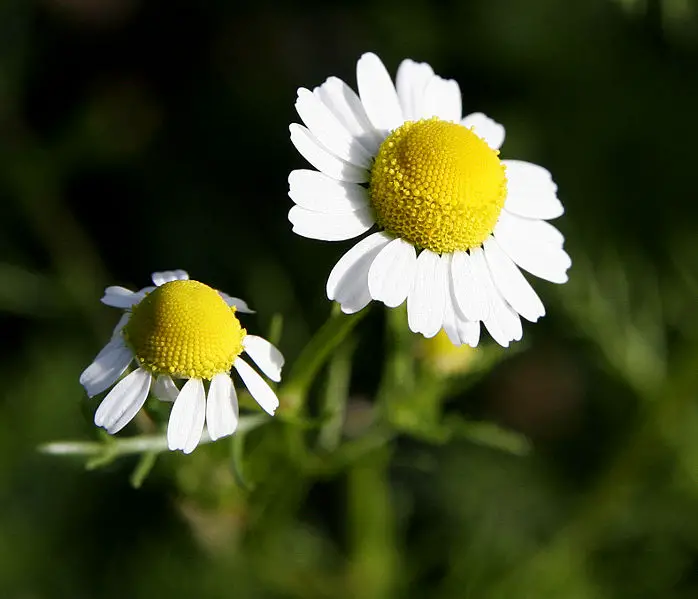 File:Chamomile@original size.jpg