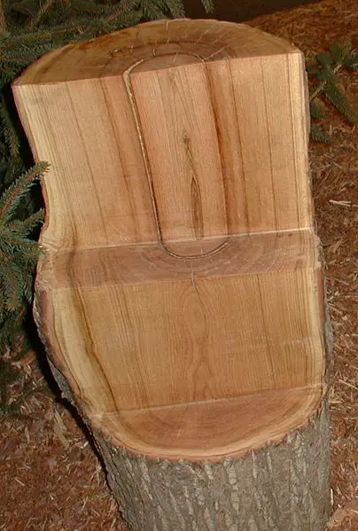 File:Edelkastanie.jpg