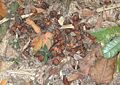 Thumbnail for version as of 19:23, 15 November 2008