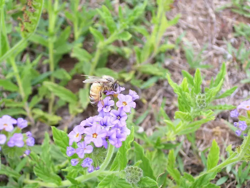 File:Australian Bee.jpg