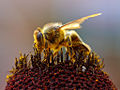 Thumbnail for version as of 14:48, 28 June 2006