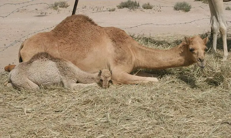 File:Camels in Dubai 1.jpg
