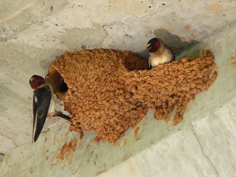 File:Cliff Swallow-27527-2.jpg