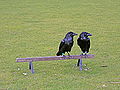 Thumbnail for version as of 21:04, 2 December 2007