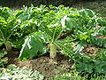 Thumbnail for version as of 21:31, 21 July 2008