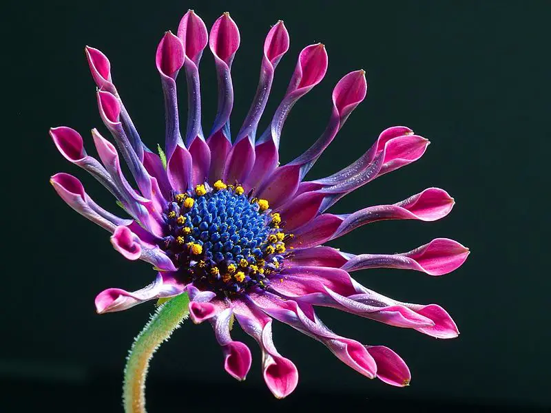 File:Daisy1web.jpg