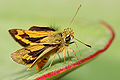 Thumbnail for version as of 23:59, 28 January 2009