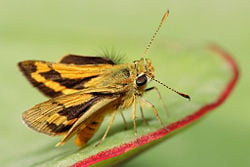 Green grass-dart skipper butterfly, Ocybadistes walkeri