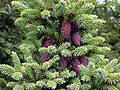 Thumbnail for version as of 02:43, 31 October 2007