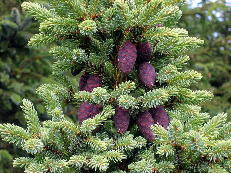 File:Picea mariana cones.jpg