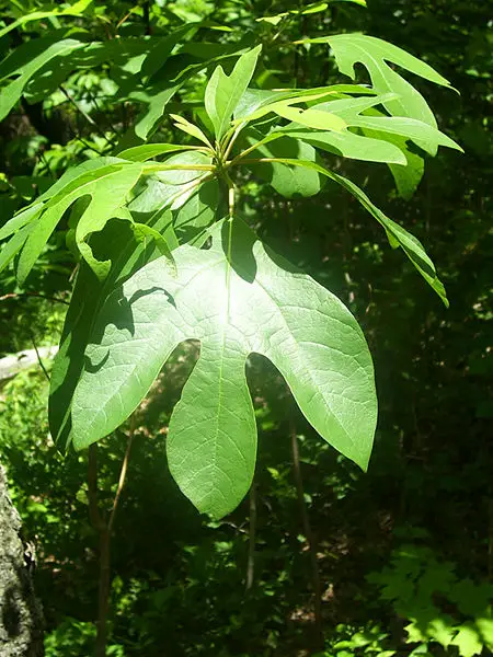 File:Sassafras7.jpg