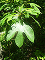 Thumbnail for version as of 01:59, 14 January 2009