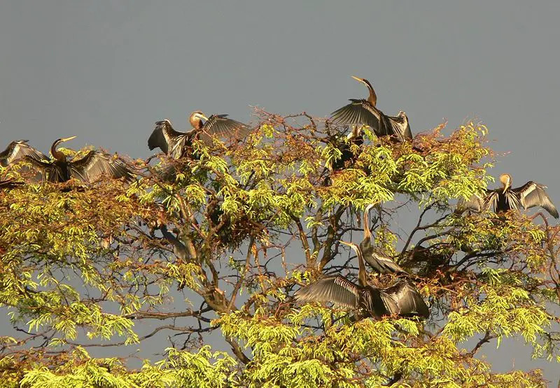 File:Snake bird nesting.jpg