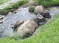 Thumbnail for version as of 03:32, 20 November 2006