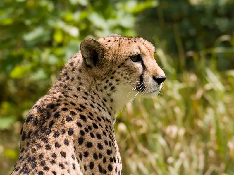 File:Cheetah4.jpg