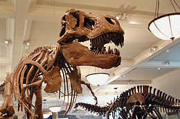 Mounted skeletons of Tyrannosaurus (left) and Apatosaurus (right) at the AMNH.