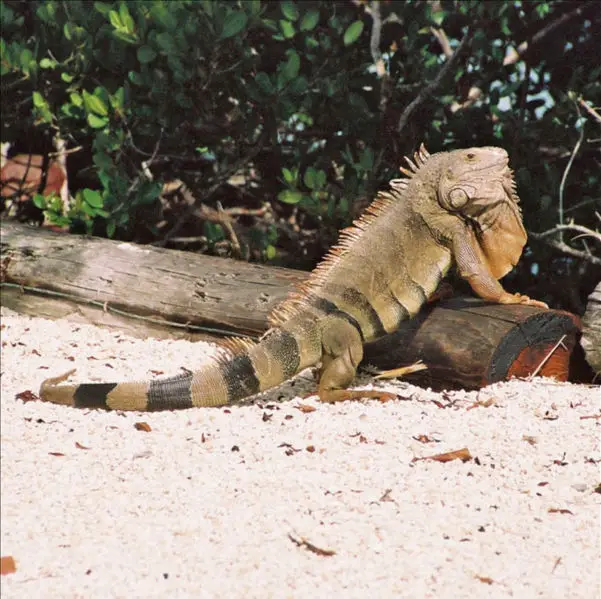 File:Iguana Florida Keys.jpg