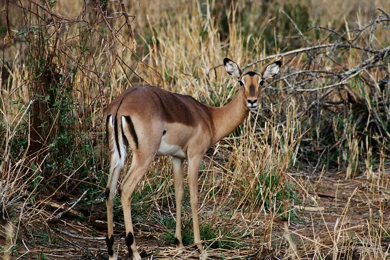 File:Impala ewe behind.jpg