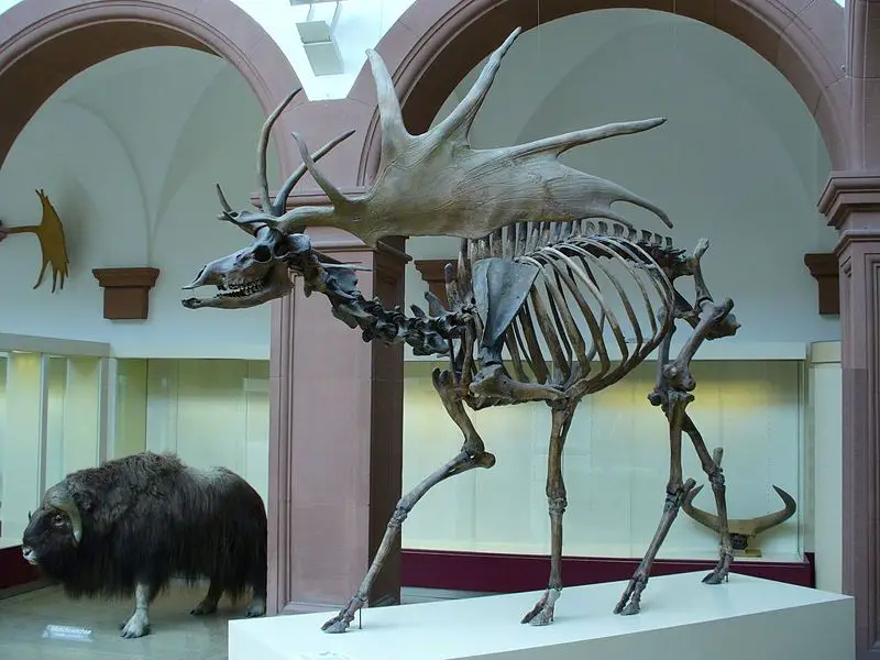 File:Irish Elk Side.jpg