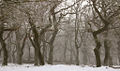 Thumbnail for version as of 23:05, 23 May 2008