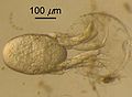 Thumbnail for version as of 00:01, 6 April 2007