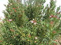 Thumbnail for version as of 22:25, 11 December 2008