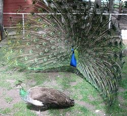 An Indian blue peacock (rear) courts a peahen (front)