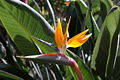 Thumbnail for version as of 01:54, 15 June 2008