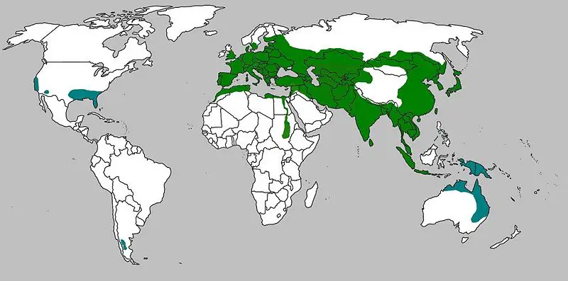File:Sus scrofa range map.jpg